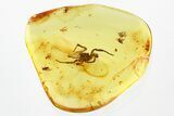 Fossil Spider (Araneae) & True Midges (Chironomidae) In Baltic Amber #321725-1